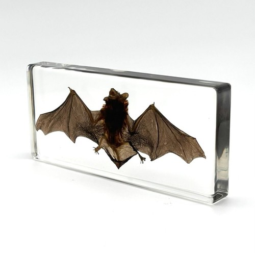 Vero pipistrello resina - vero,